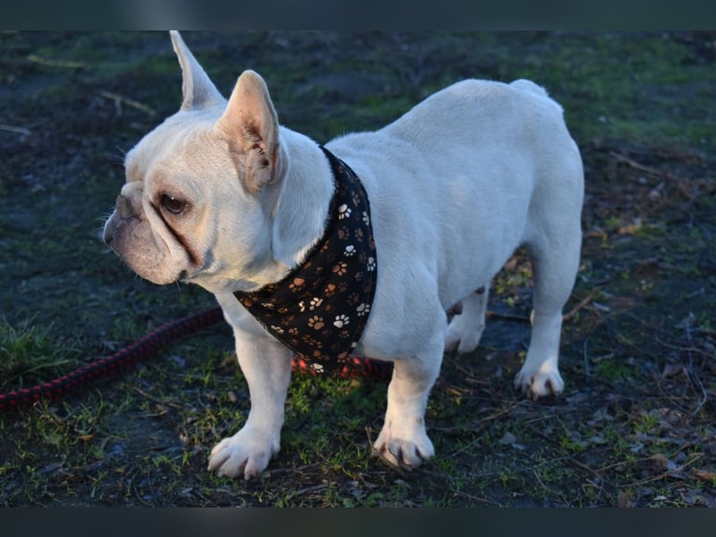 Fanni ausgenutzt und ausgemustert