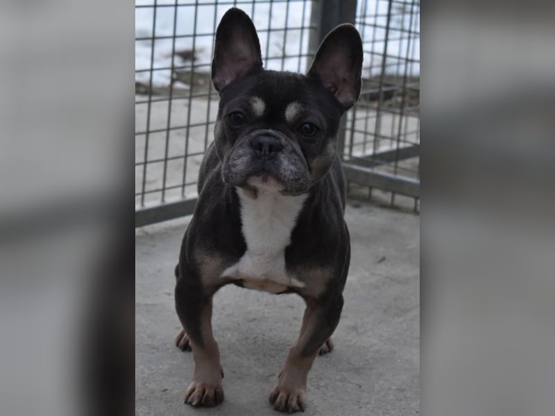 Francy und der Fluch etwas besonderes zu sein