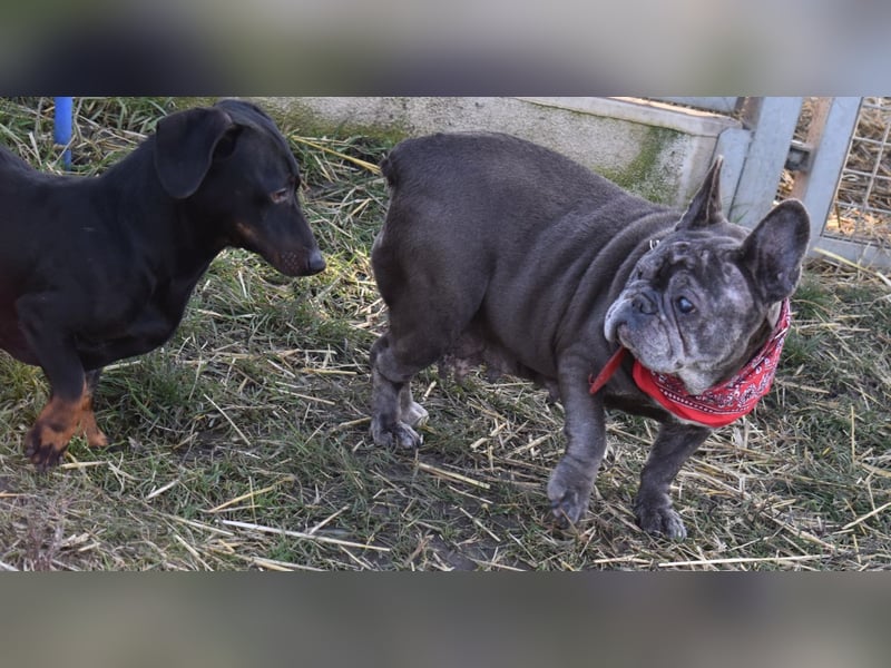 Fleur - ausgenutzt und entsorgt!