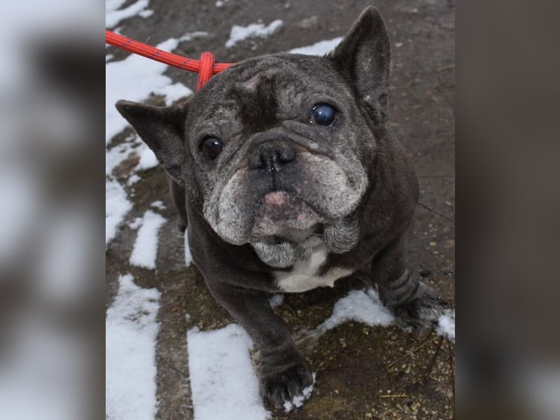 Fleur - ausgenutzt und entsorgt!