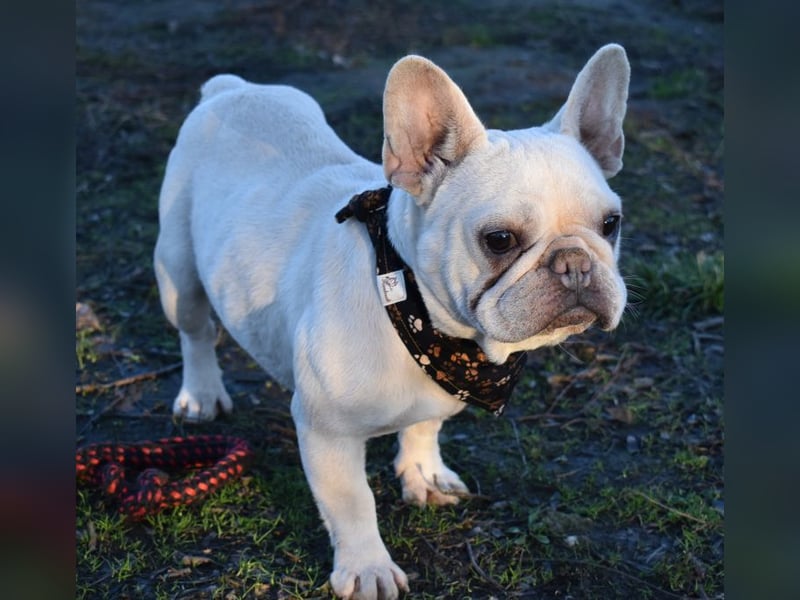 Fanni ausgenutzt und ausgemustert