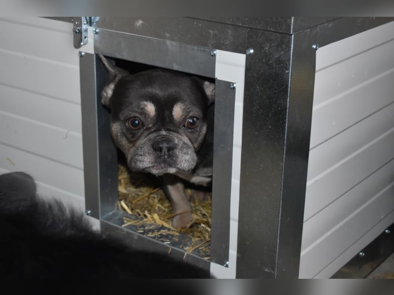 Francy und der Fluch etwas besonderes zu sein