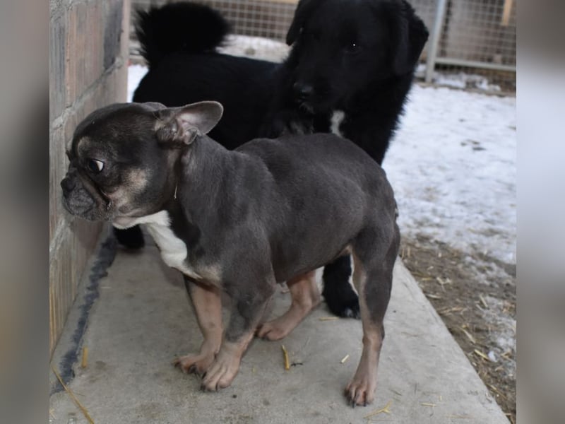 Francy und der Fluch etwas besonderes zu sein