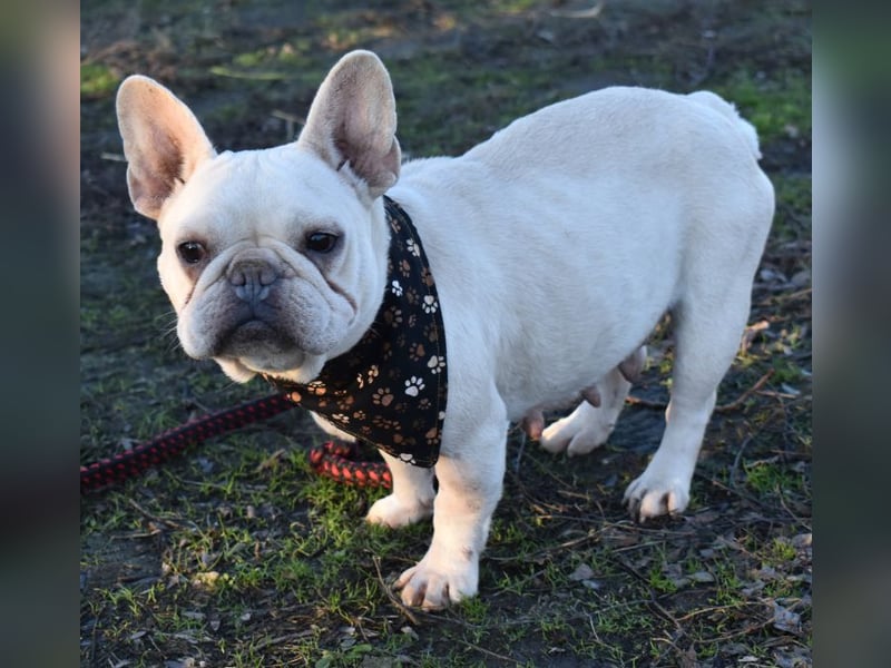 Fanni ausgenutzt und ausgemustert