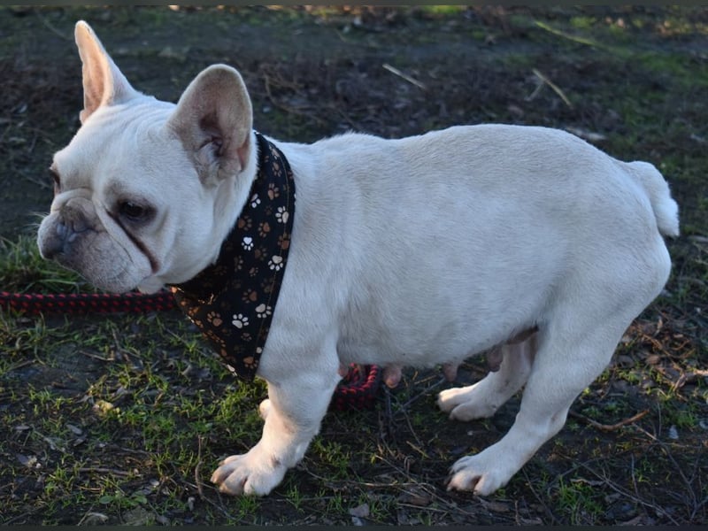 Fanni ausgenutzt und ausgemustert