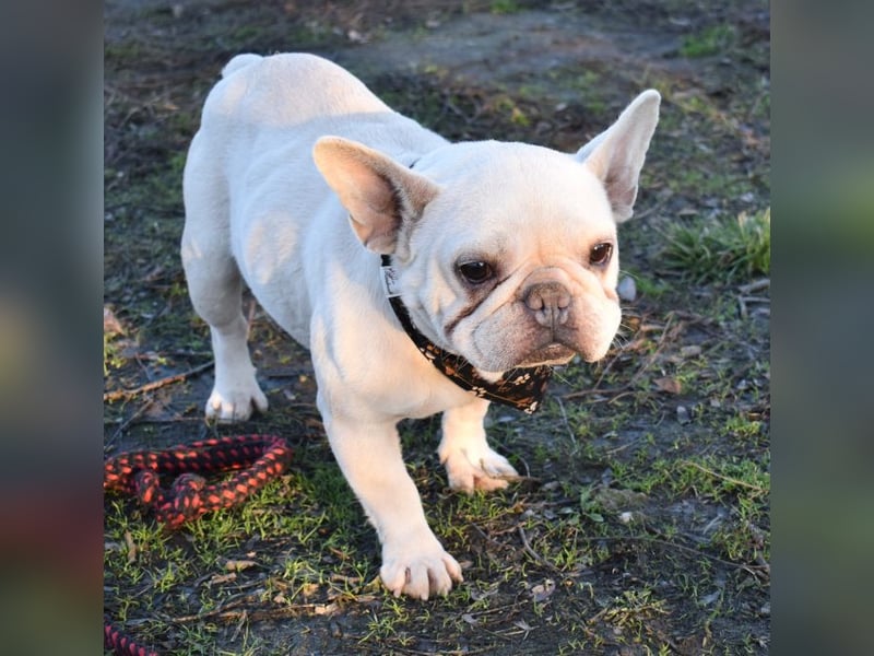 Fanni ausgenutzt und ausgemustert