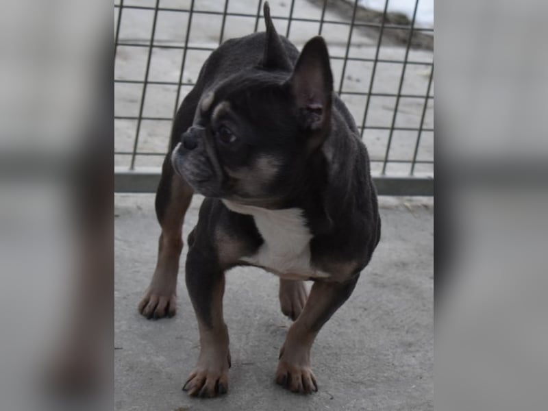 Francy und der Fluch etwas besonderes zu sein