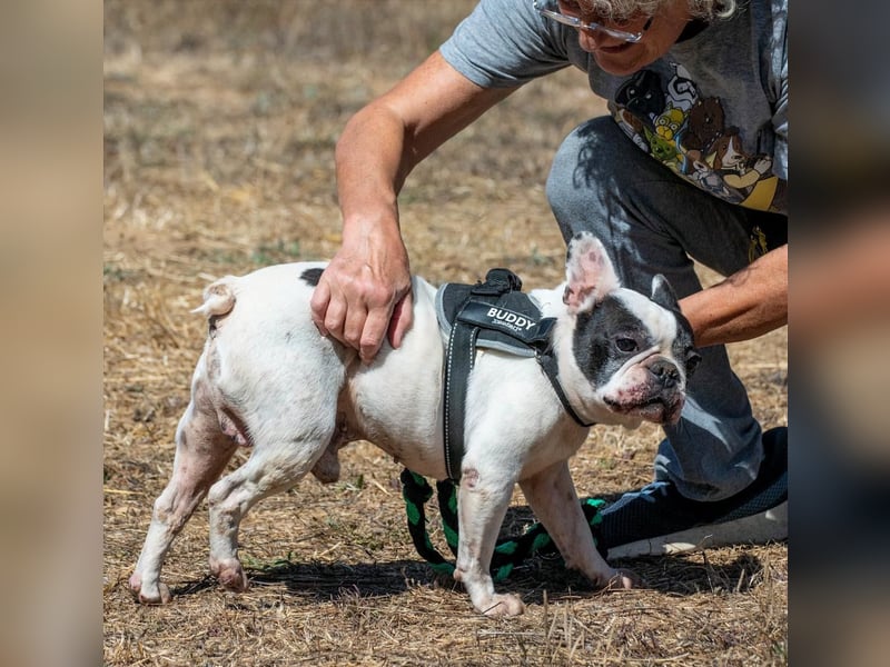 Balou – ein kleiner Clown