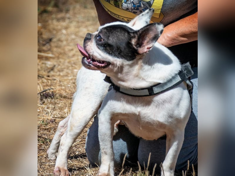 Balou – ein kleiner Clown