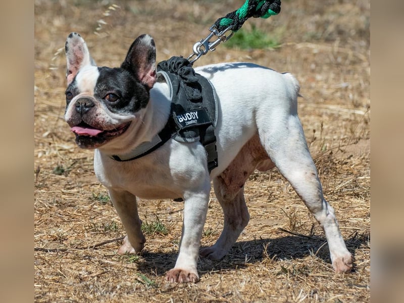 Balou – ein kleiner Clown