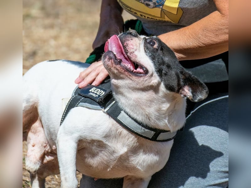 Balou – ein kleiner Clown