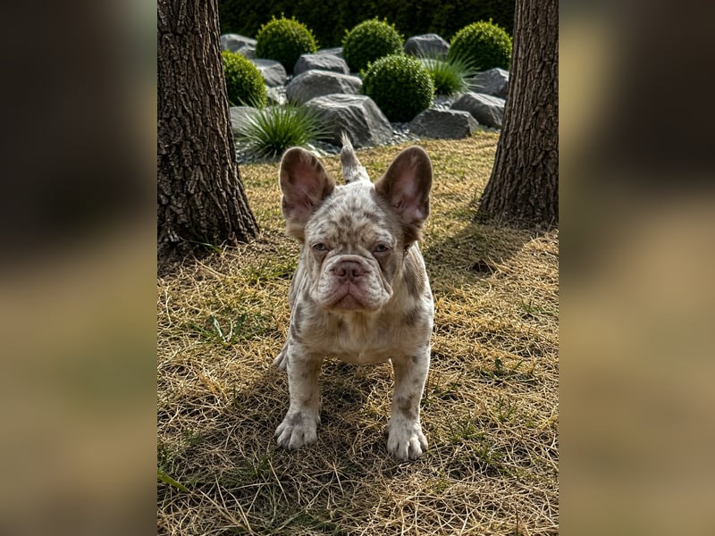 Exklusiver Fluffy-Frenchie Rüde in Merle mit blauen Augen sucht sein Zuhause