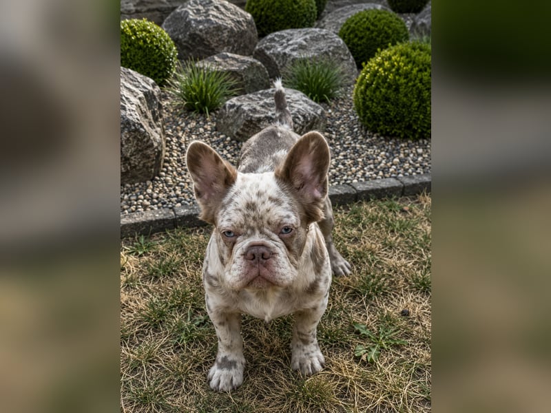 Exklusiver Fluffy-Frenchie Rüde in Merle mit blauen Augen sucht sein Zuhause