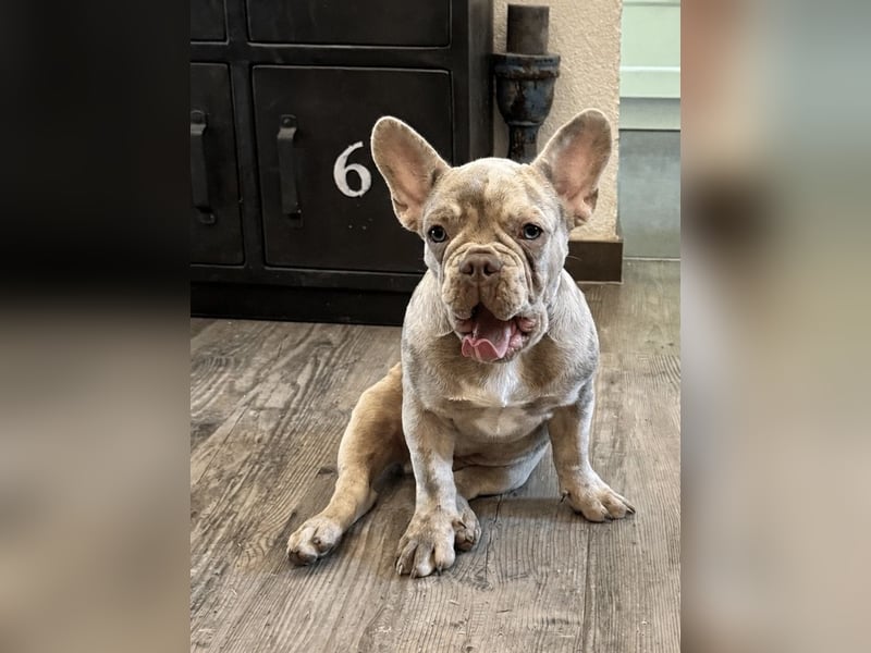 Bezaubernder Frenchie Rüde mit blauen Augen sucht liebevolles Zuhause