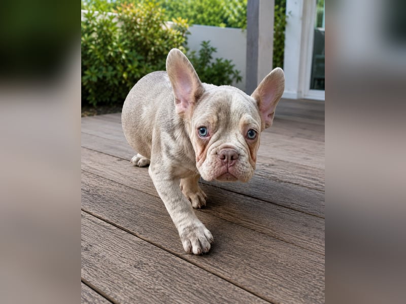 Bezaubernder Frenchie Rüde mit blauen Augen sucht liebevolles Zuhause