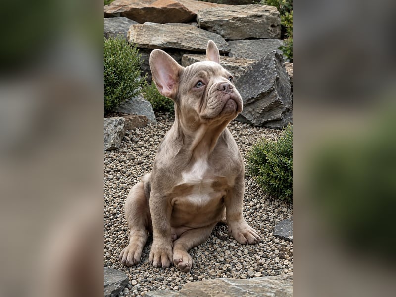 Bezaubernder Frenchie Rüde mit blauen Augen sucht liebevolles Zuhause