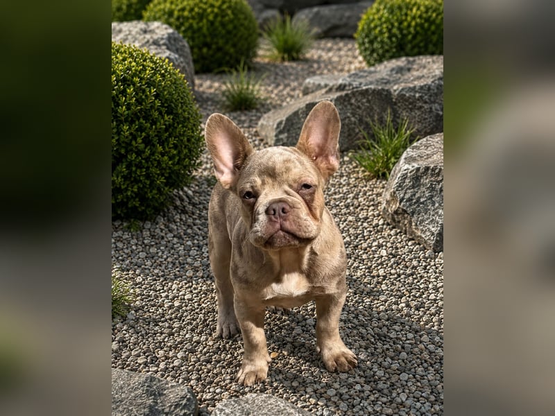 Bezaubernder Frenchie Rüde mit blauen Augen sucht liebevolles Zuhause