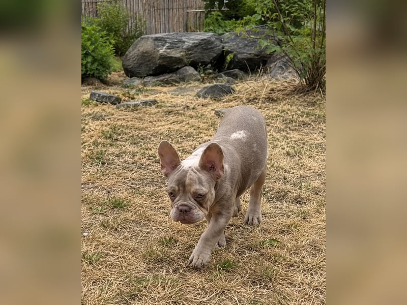 Bezaubernder Frenchie Rüde mit blauen Augen sucht liebevolles Zuhause