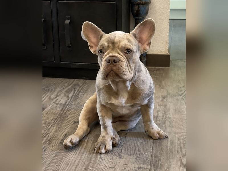 Bezaubernder Frenchie Rüde mit blauen Augen sucht liebevolles Zuhause