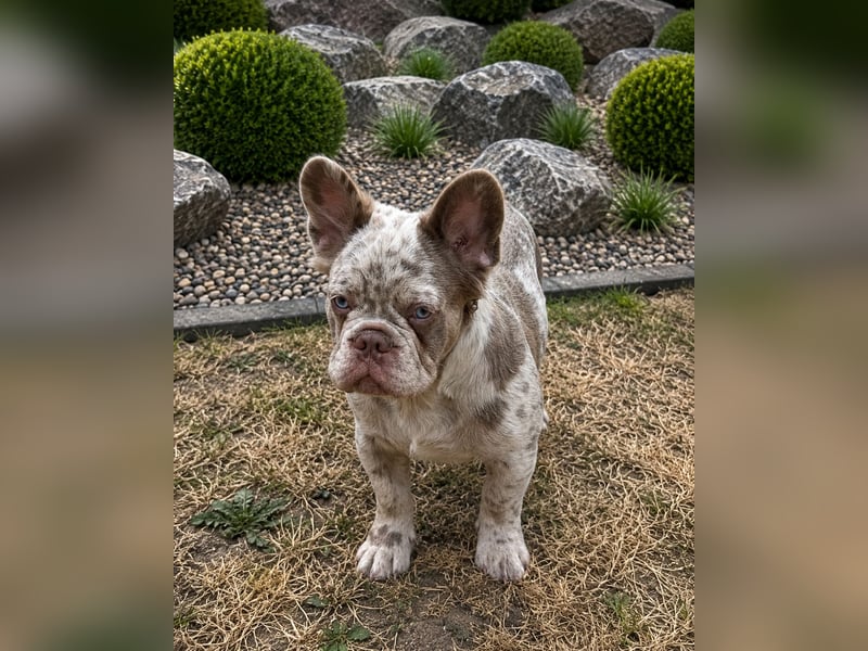 Exklusiver Fluffy-Frenchie Rüde in Merle mit blauen Augen sucht sein Zuhause