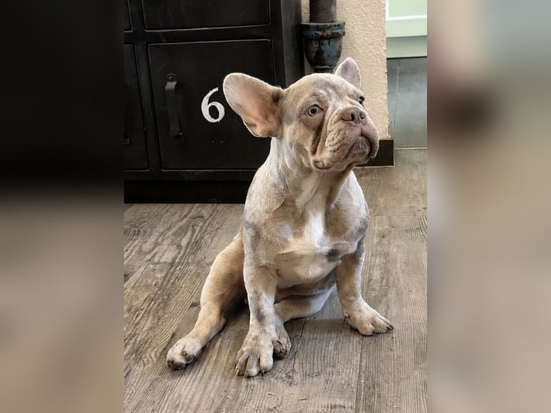 Bezaubernder Frenchie Rüde mit blauen Augen sucht liebevolles Zuhause