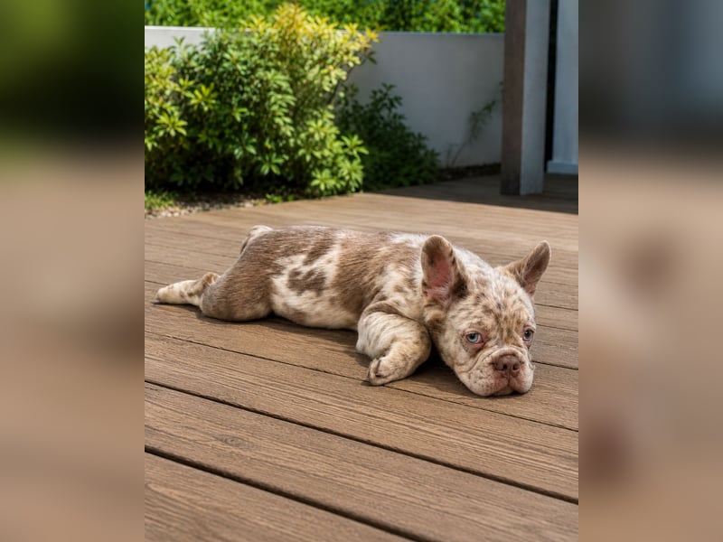 Exklusiver Fluffy-Frenchie Rüde in Merle mit blauen Augen sucht sein Zuhause