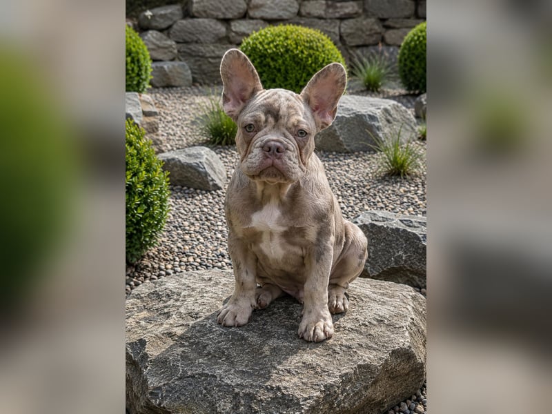 Bezaubernder Frenchie Rüde mit blauen Augen sucht liebevolles Zuhause