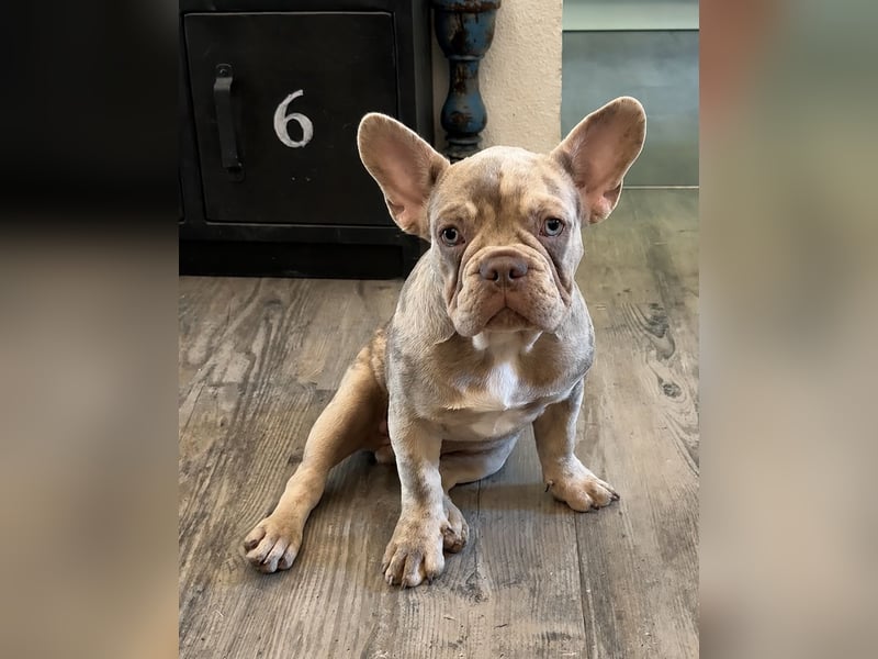 Bezaubernder Frenchie Rüde mit blauen Augen sucht liebevolles Zuhause