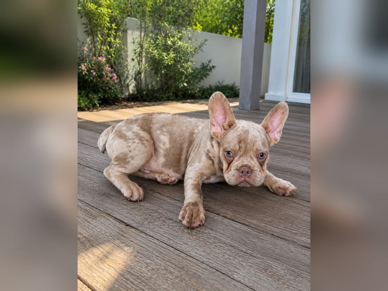 Bezaubernder Frenchie Rüde mit blauen Augen sucht liebevolles Zuhause
