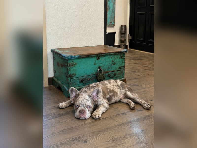 Exklusiver Fluffy-Frenchie Rüde in Merle mit blauen Augen sucht sein Zuhause