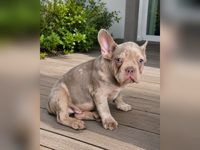 Bezaubernder Frenchie Rüde mit blauen Augen sucht liebevolles Zuhause