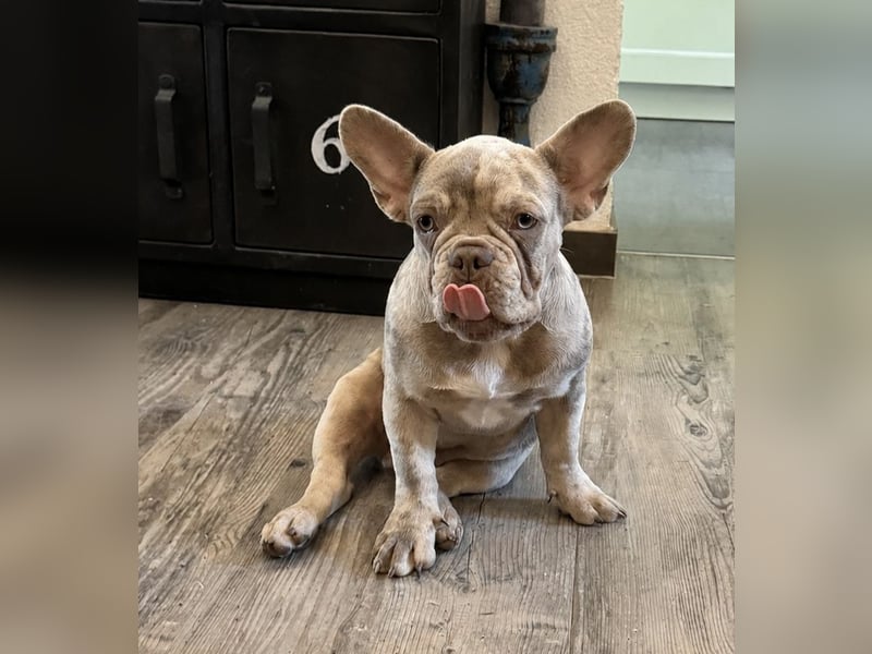 Bezaubernder Frenchie Rüde mit blauen Augen sucht liebevolles Zuhause