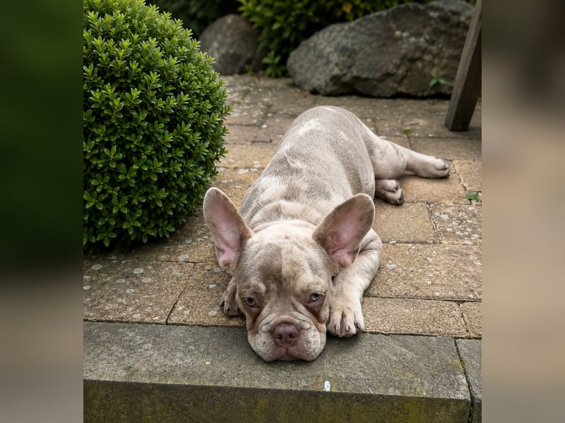 Bezaubernder Frenchie Rüde mit blauen Augen sucht liebevolles Zuhause