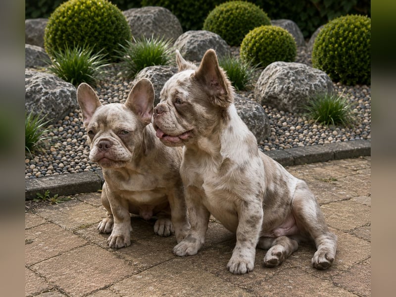 Bezaubernder Frenchie Rüde mit blauen Augen sucht liebevolles Zuhause