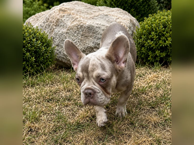 Bezaubernder Frenchie Rüde mit blauen Augen sucht liebevolles Zuhause