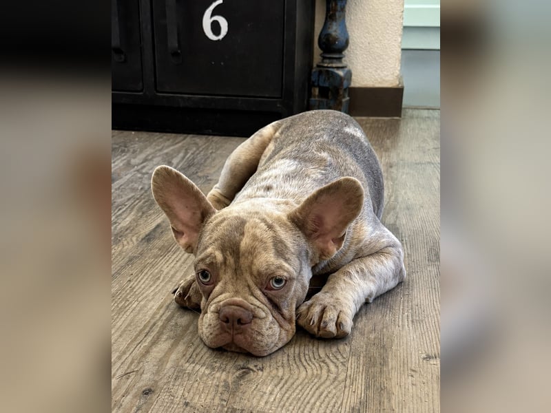 Bezaubernder Frenchie Rüde mit blauen Augen sucht liebevolles Zuhause