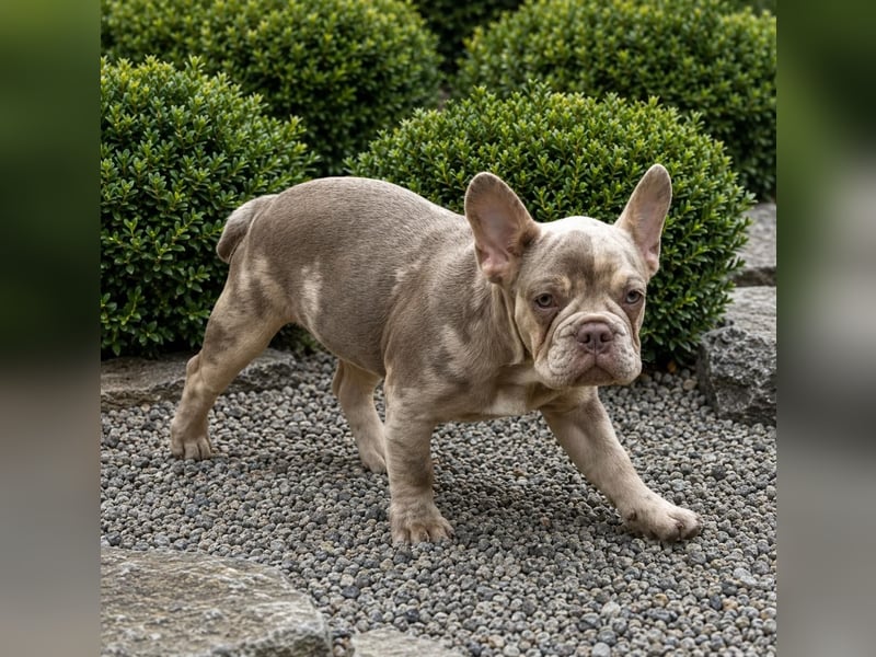 Bezaubernder Frenchie Rüde mit blauen Augen sucht liebevolles Zuhause