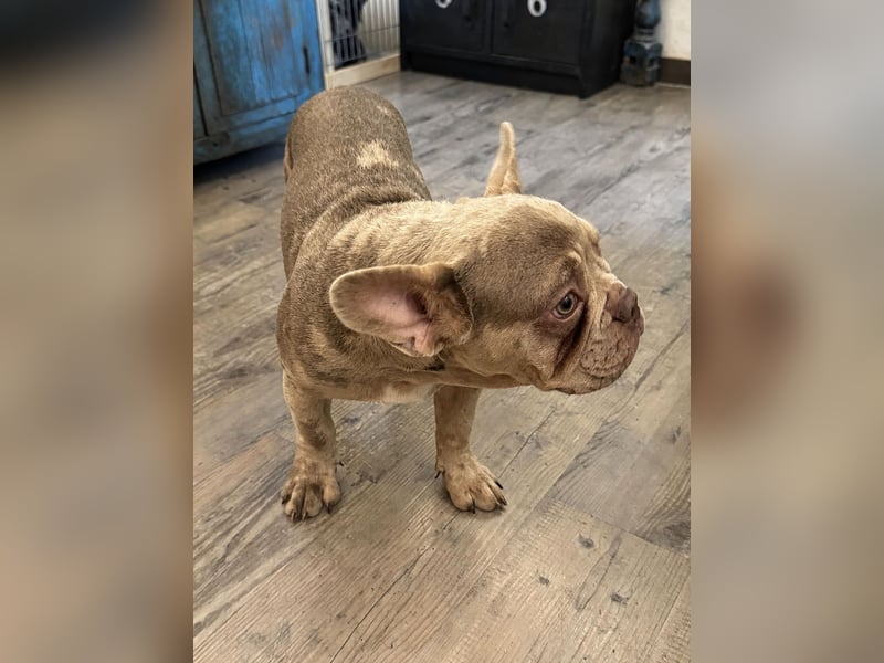 Bezaubernder Frenchie Rüde mit blauen Augen sucht liebevolles Zuhause