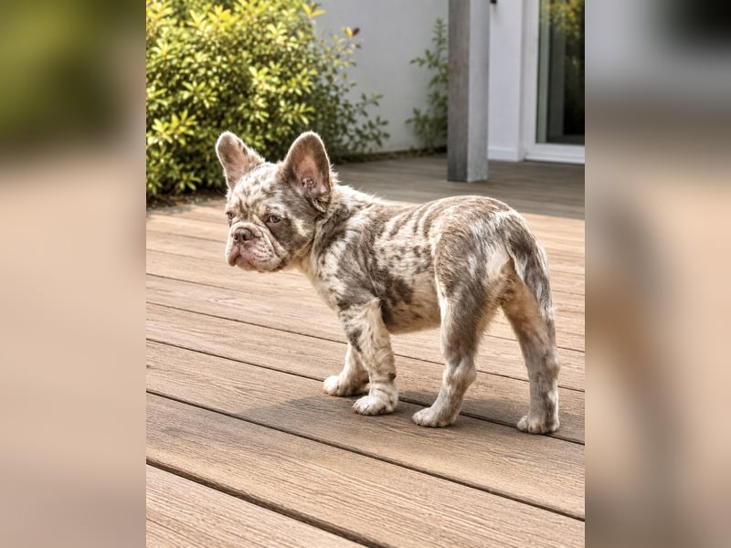 Exklusiver Fluffy-Frenchie Rüde in Merle mit blauen Augen sucht sein Zuhause