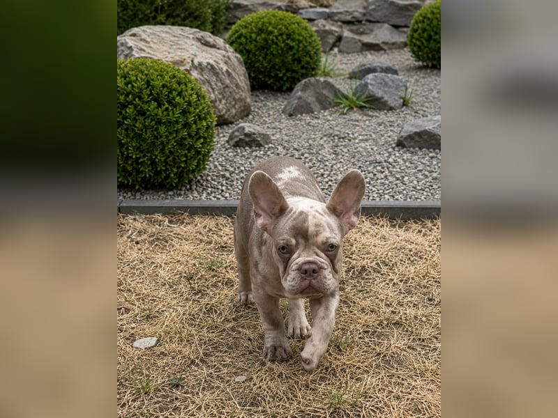 Bezaubernder Frenchie Rüde mit blauen Augen sucht liebevolles Zuhause