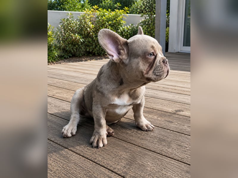 Bezaubernder Frenchie Rüde mit blauen Augen sucht liebevolles Zuhause