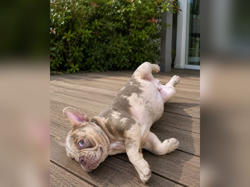 Bezaubernder Frenchie Rüde mit blauen Augen sucht liebevolles Zuhause