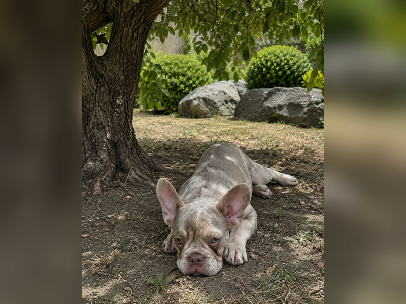 Bezaubernder Frenchie Rüde mit blauen Augen sucht liebevolles Zuhause