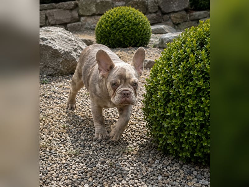 Bezaubernder Frenchie Rüde mit blauen Augen sucht liebevolles Zuhause