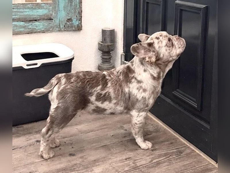 Exklusiver Fluffy-Frenchie Rüde in Merle mit blauen Augen sucht sein Zuhause