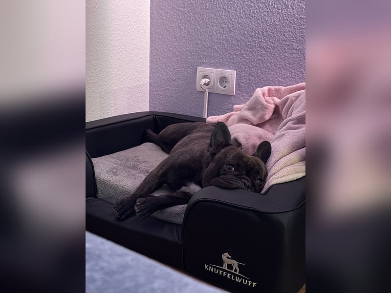 Weil Liebe manchmal Loslassen bedeutet – Zuhause für Daggi gesucht