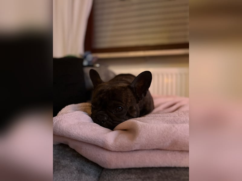 Weil Liebe manchmal Loslassen bedeutet – Zuhause für Daggi gesucht