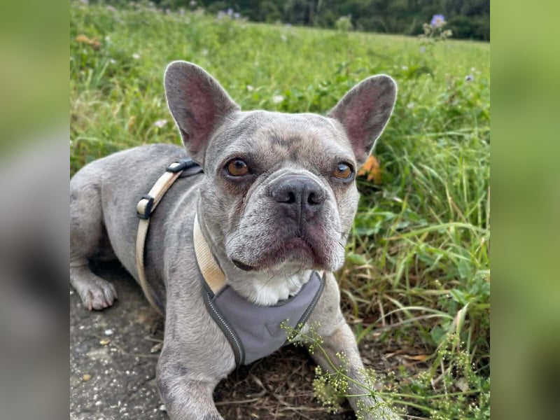 Kono - hundeerfahrene Menschen sind angebracht