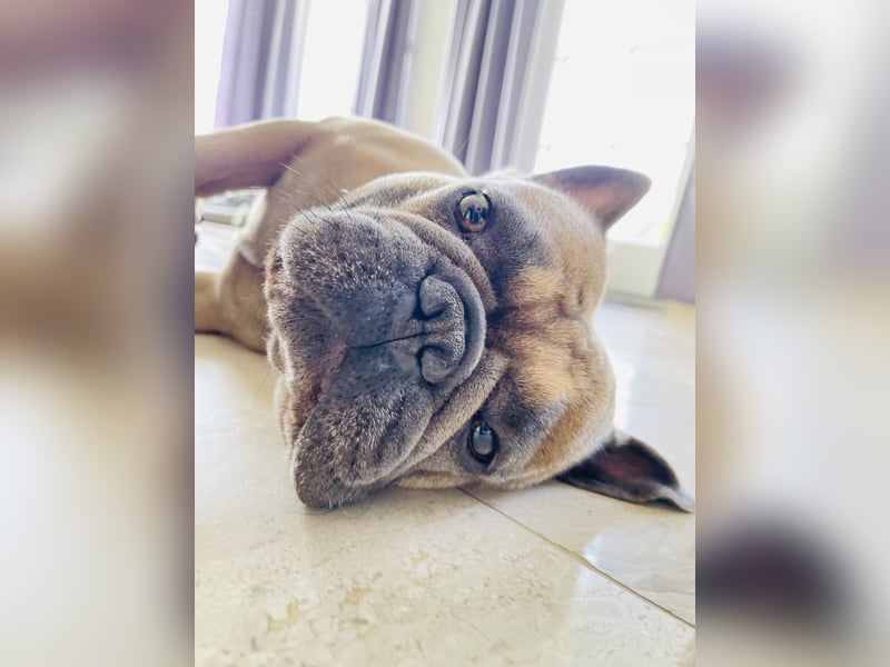 Französische Bulldogge Manfred (6J.)