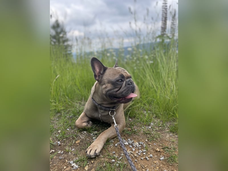 Französische Bulldogge Manfred (6J.)